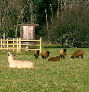 Selecting a Guard Llama Image